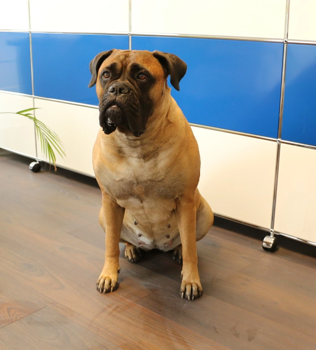 Kanzleihund Elsbet